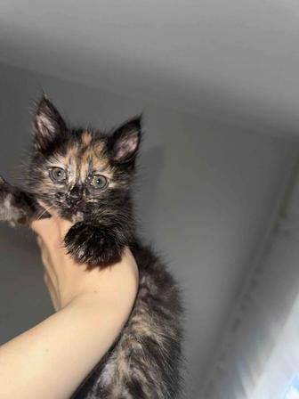 Котенок