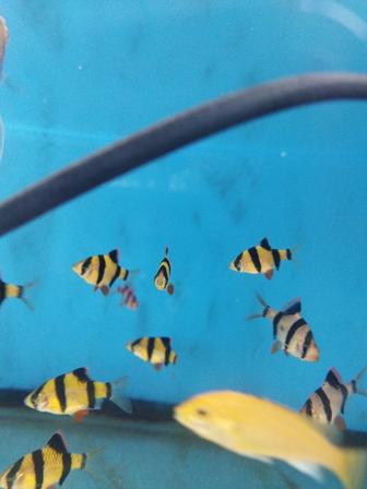 Аквариумные рыбки