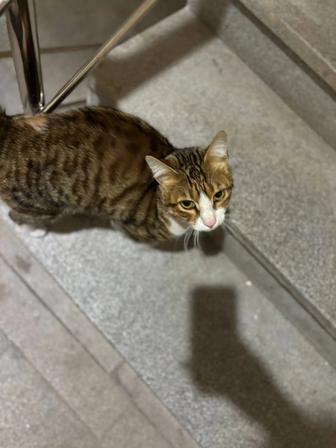 Отдам даром кота