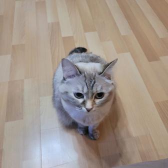 Отдам британскую кошку