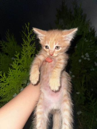 Отдам котят в хорошие руки