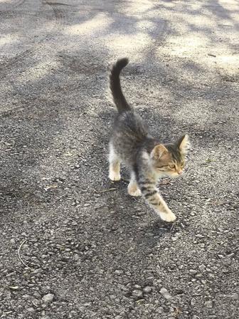 Котенок (девочка). Срочно ищем дом!!!