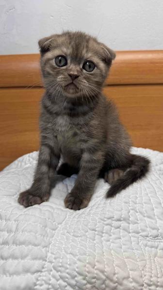 Котята шотландцы