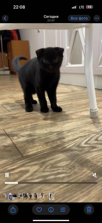 Котята шотландцы