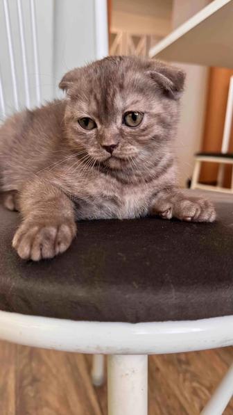 Котята шотландцы