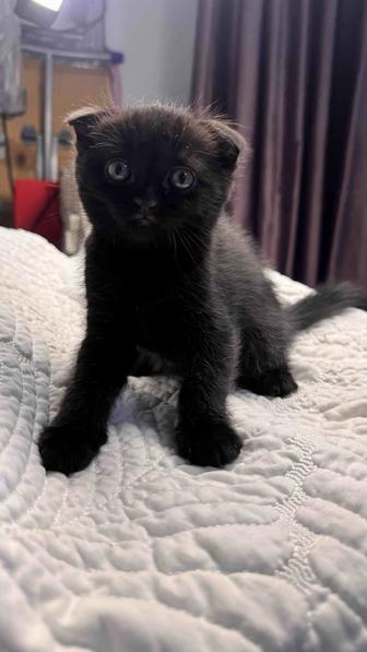 Котята шотландцы