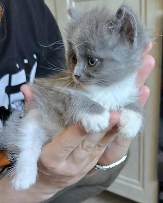 Отдам котенка в добрые руки