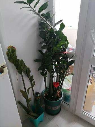 Продам замиокулькас