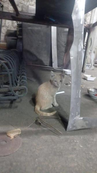 Подарю милых котят