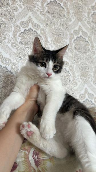 отдам котенка,мальчик,3 месяцев