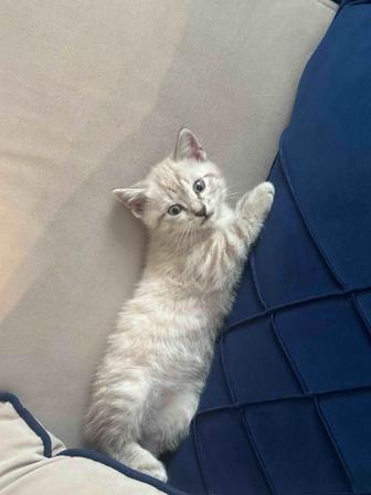 продам котенка