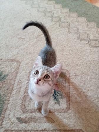 Отдам котят в добрые хорошие руки