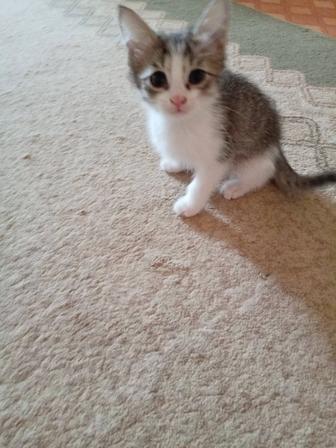 Отдам котят в добрые хорошие руки