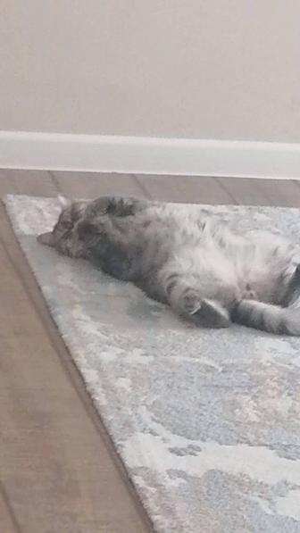 Кот