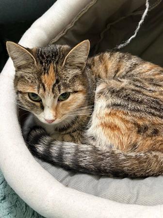 Кошечка Лина ищет дом