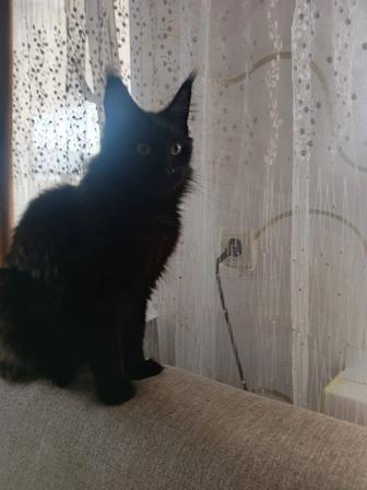 Продам кошку мейн кун