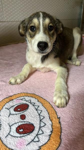 Две маленькие девочки ищут дом!