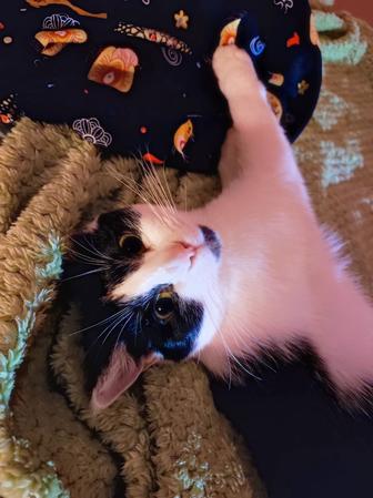 Кошка ищет семью