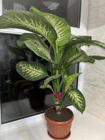 Диффенбахия