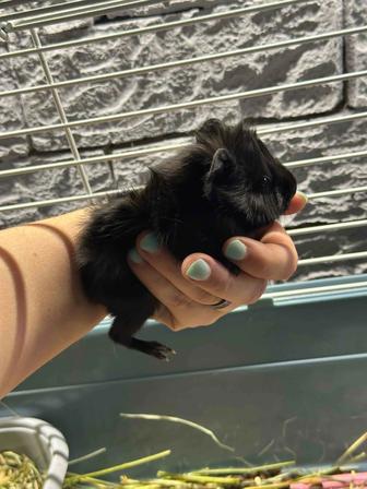 Малыши морских свинок (бронь)