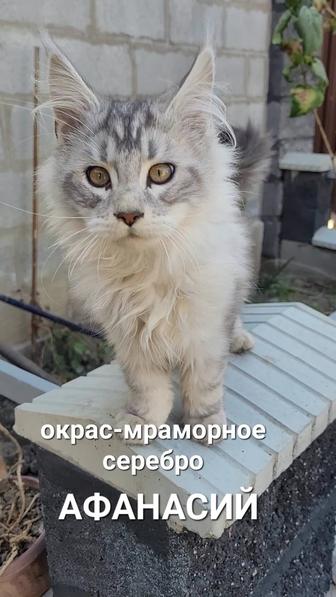 Продается Кот породы Мейн-Кун