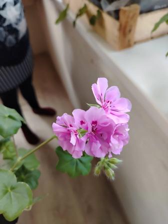 Укорененные черенки плющелистных пеларгоний