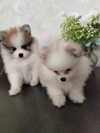 Щенки немецкий шпиц, девочки.