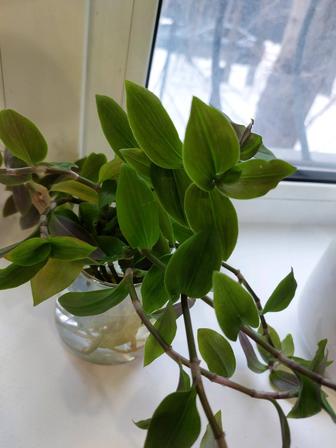 Отдам бесплатно черенки традесканции с корнями