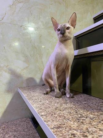 Отдам кошку