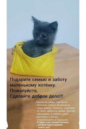 Котёнок