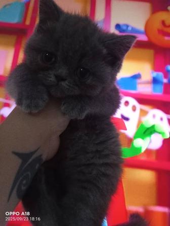 Британские котята