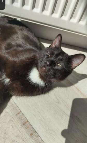 Кот котенок котик