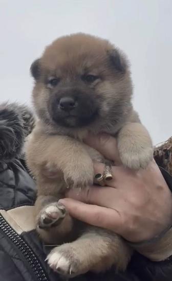 Сиба ину щенки