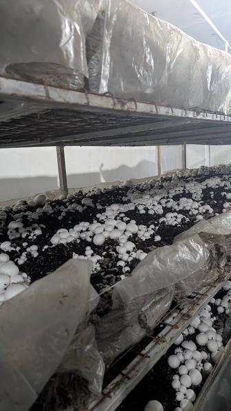 Всегда свежие шампиньоны