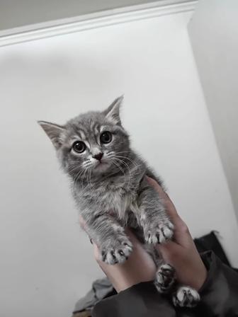Отдам ласкового котенка