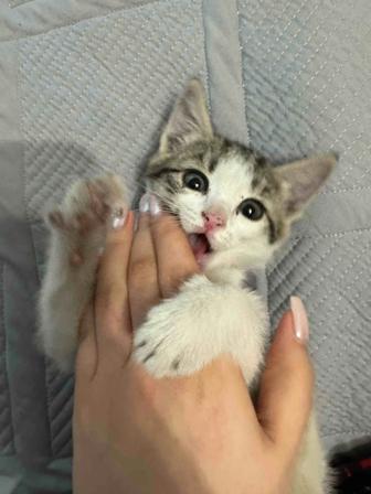 Ищем добрые руки для котенка