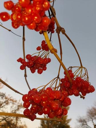 СПЕШИТЕ Калина красная свежая на ветке