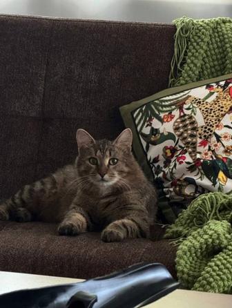 Ласковый игривый кот