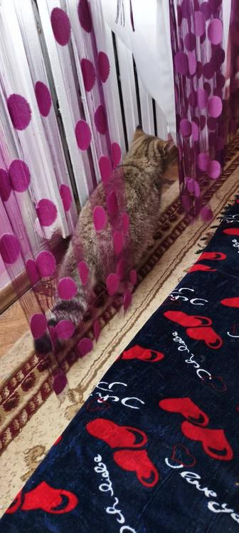 Шотландская кошка