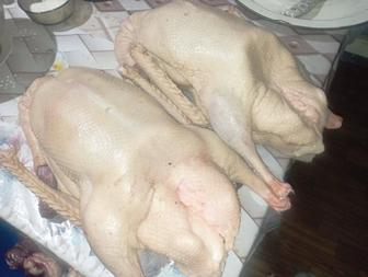 Продам мясо домашних гусей