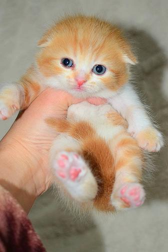 Шотландские котята чистокровные