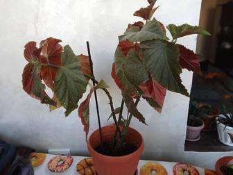 Продам комнатные цветы