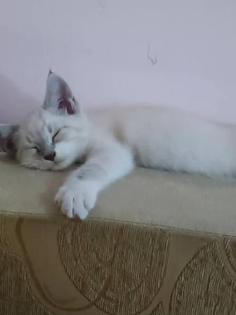 Отдам котенка в добрые руки.