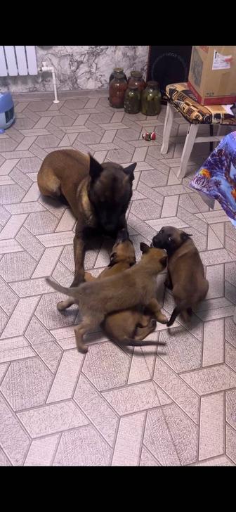 Щенки Бельгийская овчарка малинуа