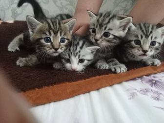 Котята