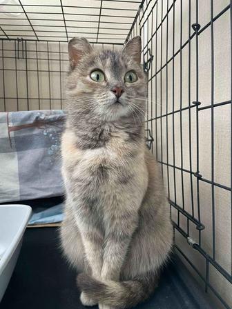 Пристраивается очень спокойная и ласковая кошечка