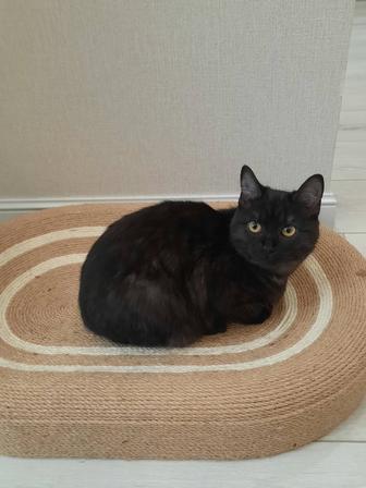 Отдам котенка девочка (6 мес)