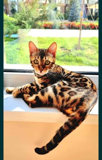 Бенгальский кот, 12 мес.