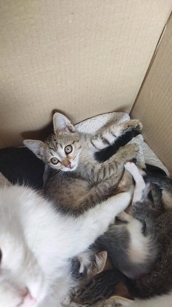 Отдам котят в добрые руки
