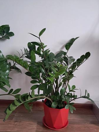 Замиокулькас Долларовое дерево